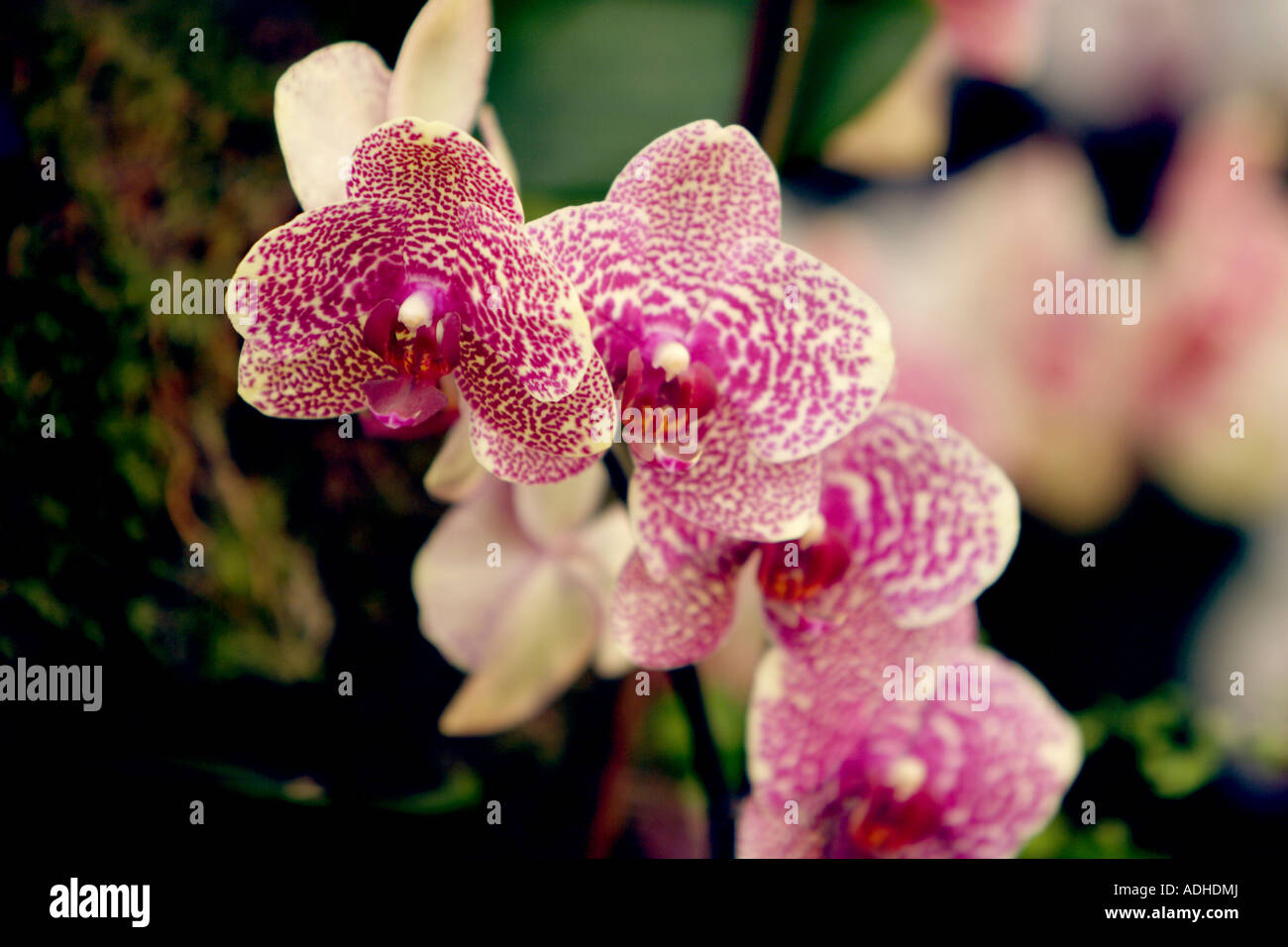 Pretty white orchid pink spots hi-res stock photography and images - Alamy
