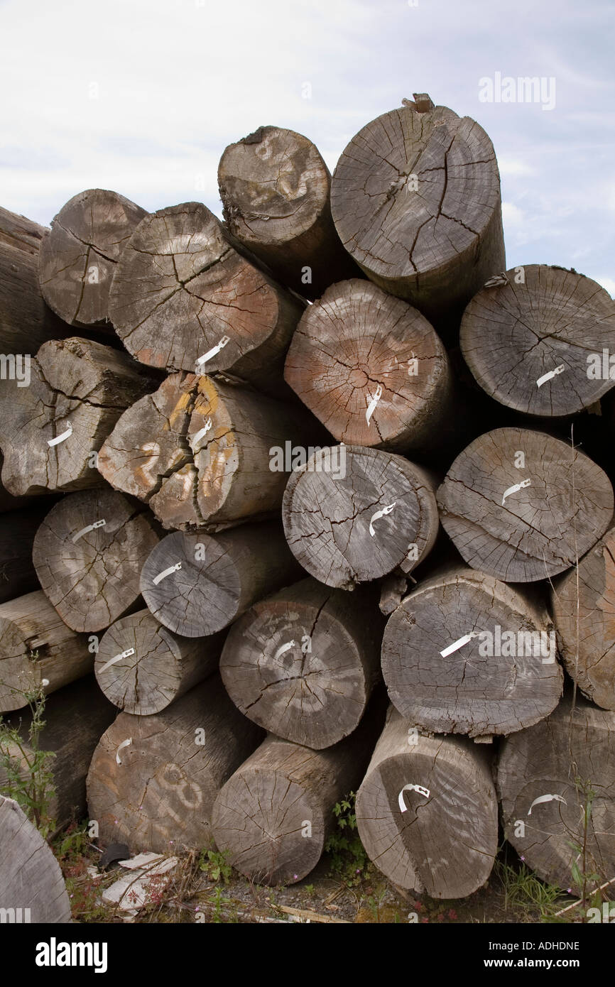 Tree trunks sale hires stock photography and images Alamy