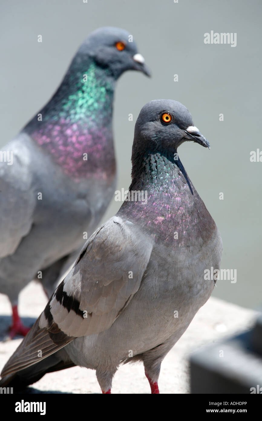 Pigeons in Pisa Italy Stock Photo