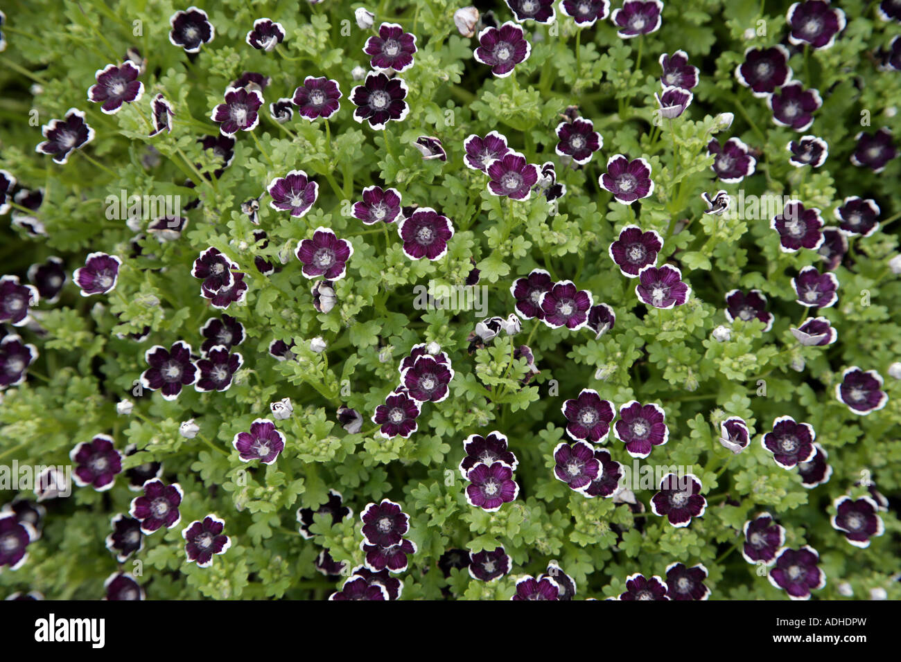 Nemophila Penny Black edging plant Stock Photo