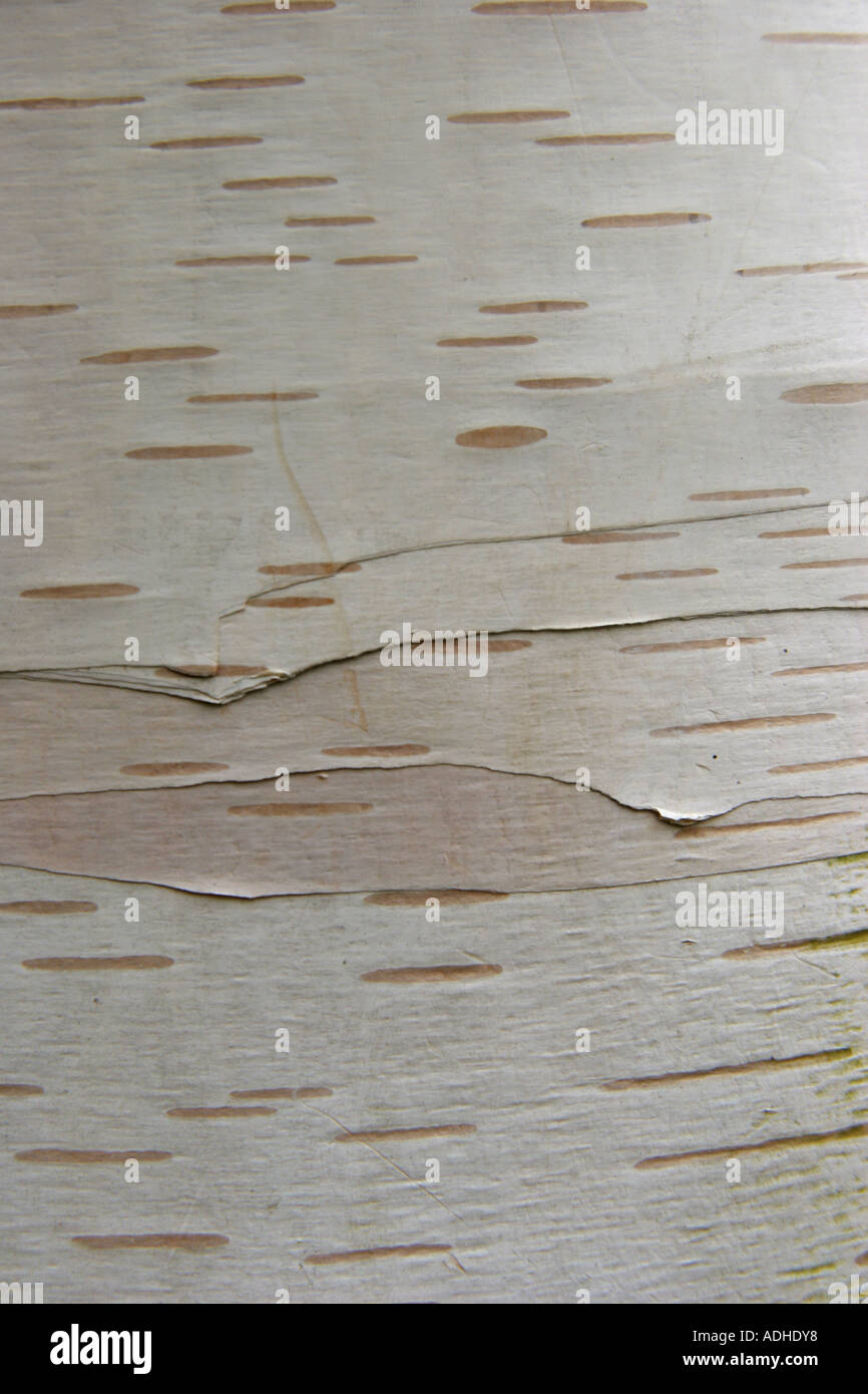 tree bark Betula utilis var jacquemontii Stock Photo