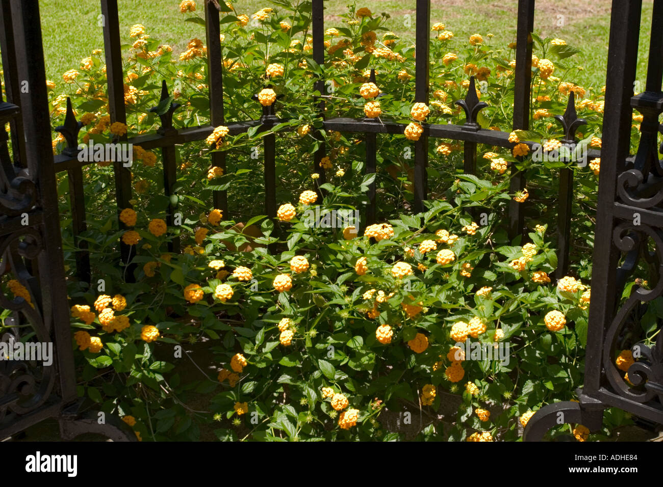 Flowers and wrought iron fence Historic District Savannah Georgia Stock ...