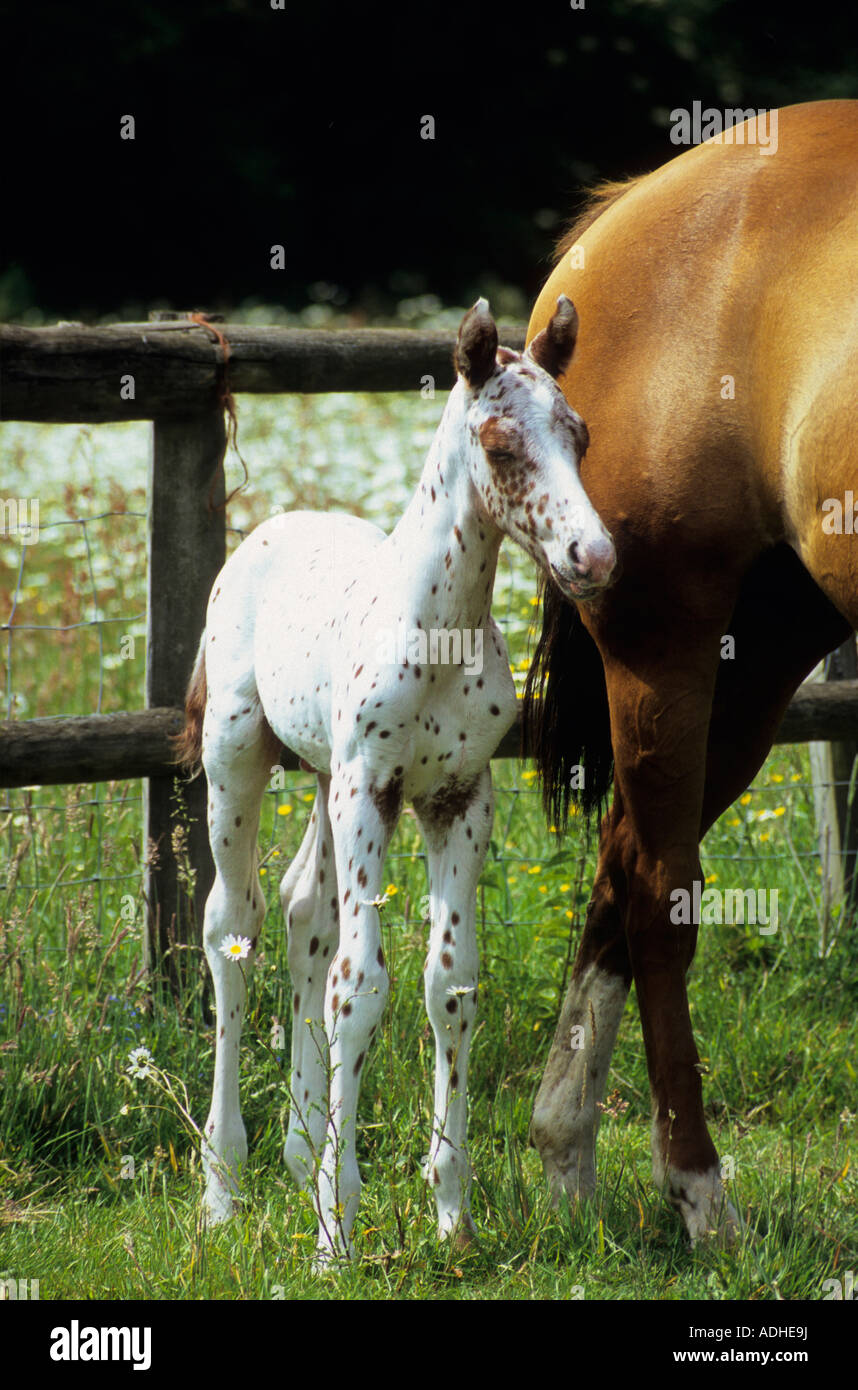 freckles an Appaloosa cross foal at 3 days old Stock Photo