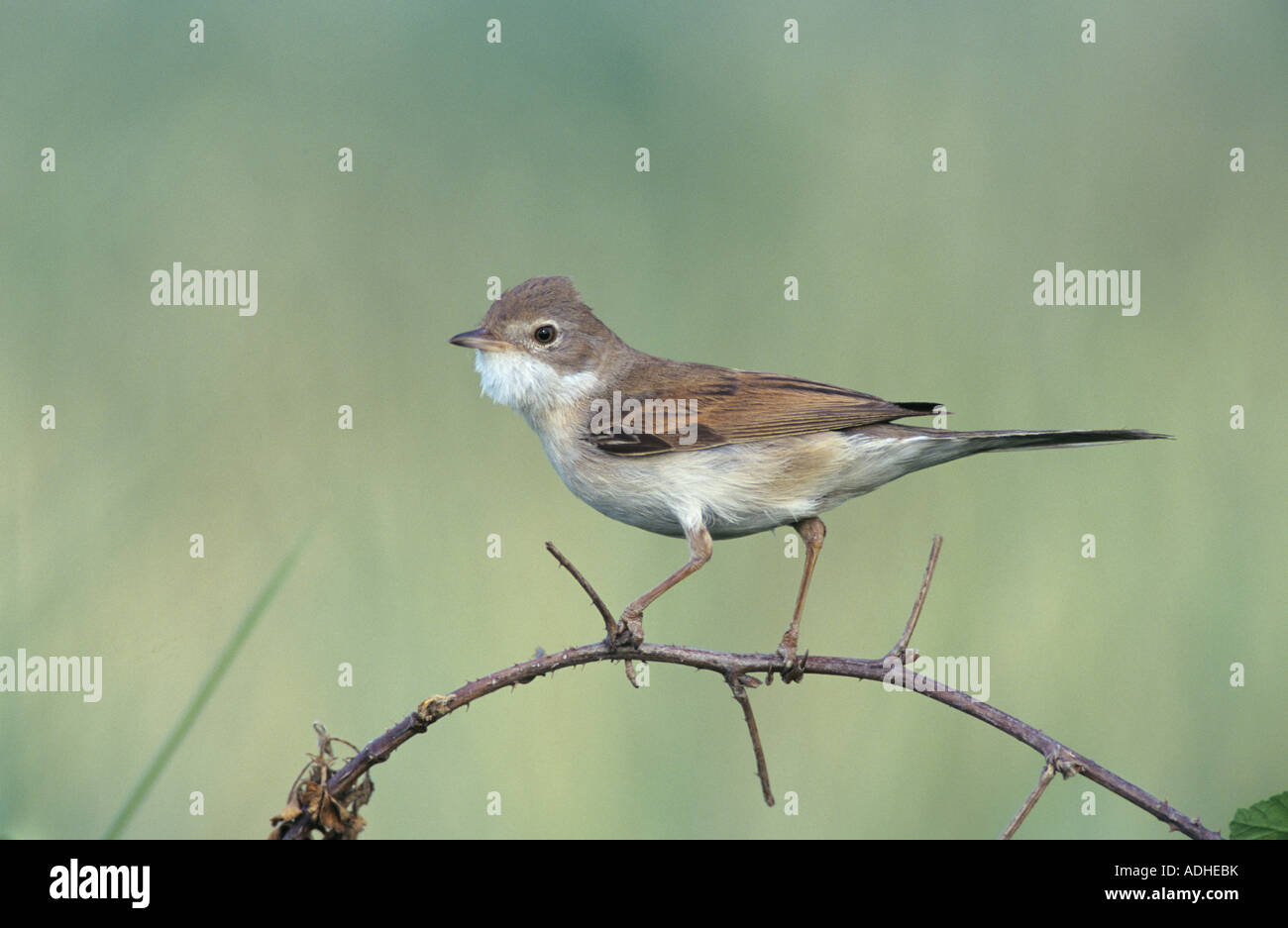Common Whitethroat Sylvia communis adult Scrivia River Italy May 1997 Stock Photo
