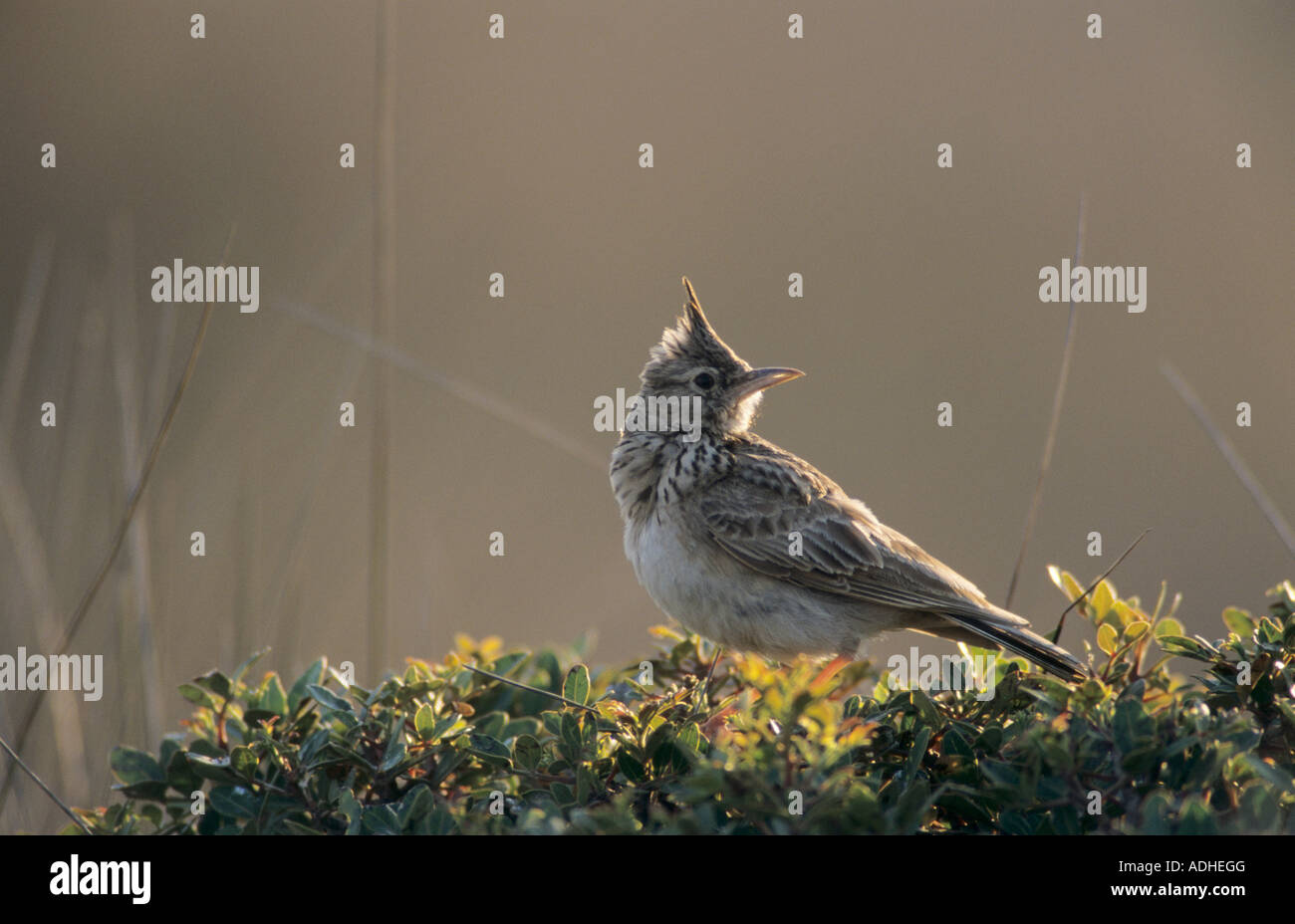 Crested Lark Galerida cristata adult Samos Greek Island Greece May 2000 Stock Photo