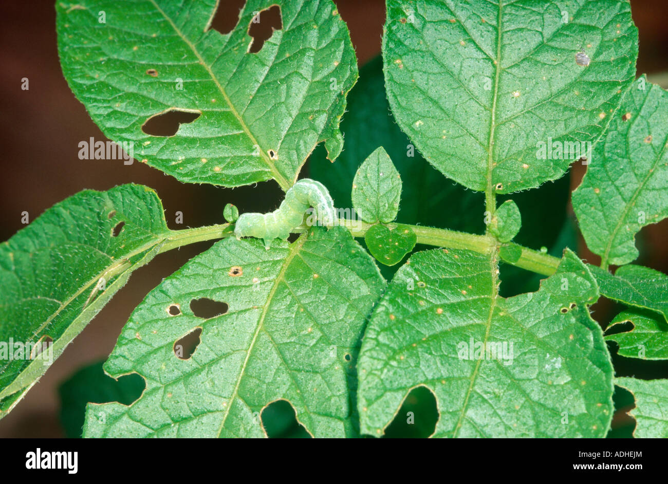 Green looper caterpillar Stock Photo