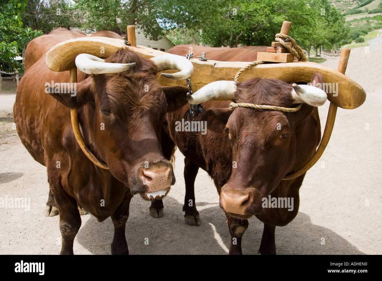 Pair of oxen yoked together Stock Photo