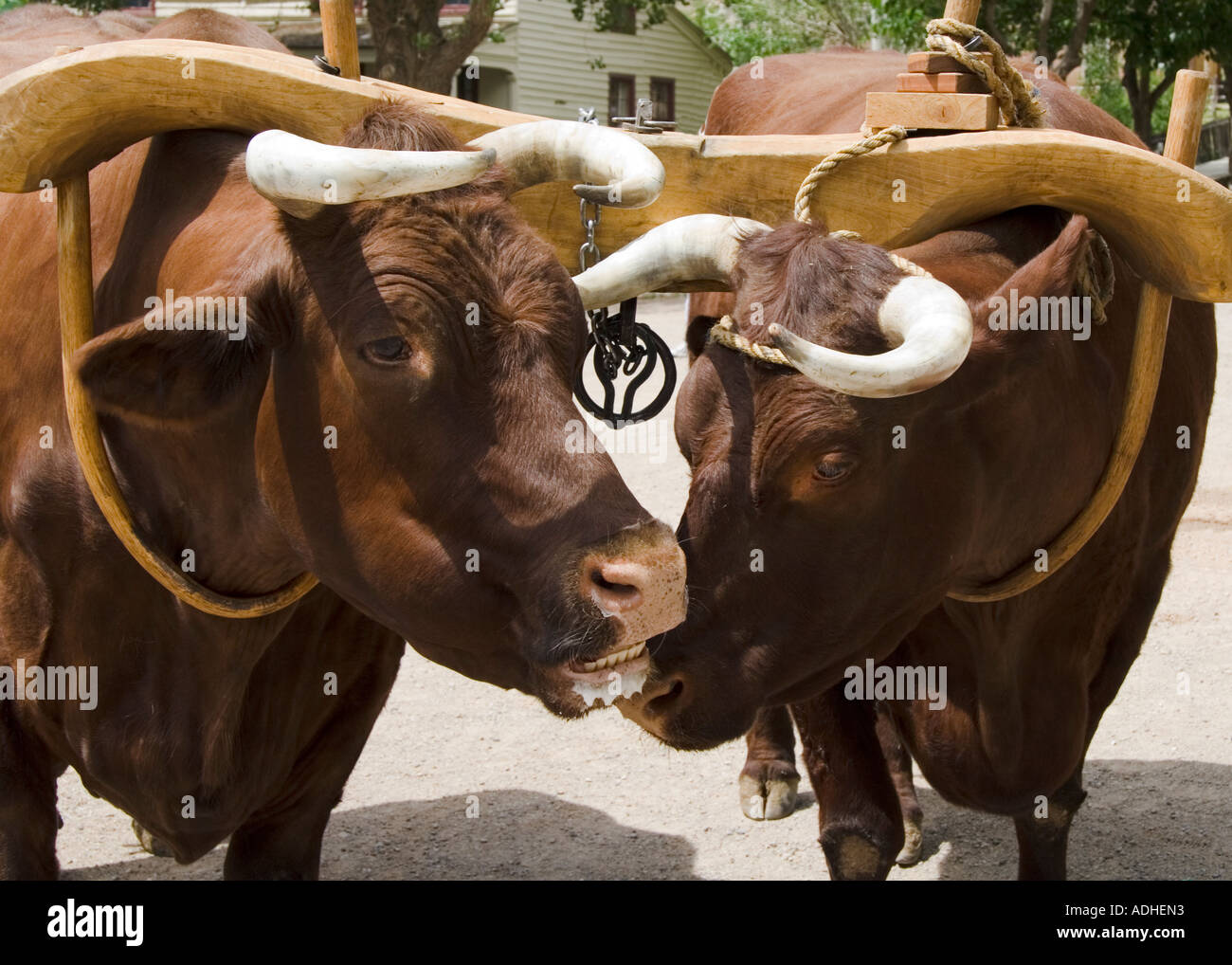 Pair of oxen yoked together Stock Photo