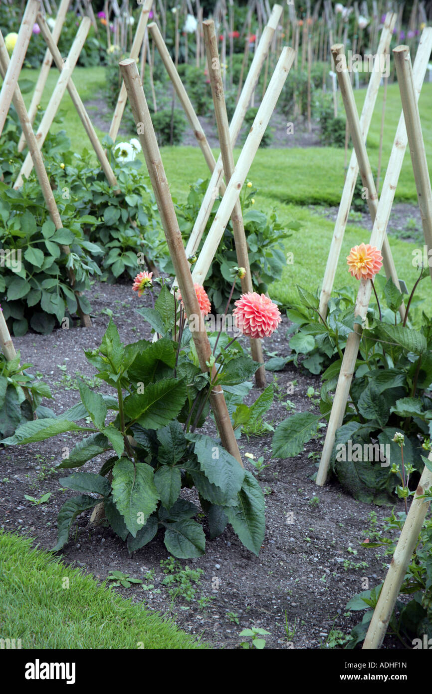 Correct way to stake Dahlias National Botanic Gardens Glasnevin Dublin Stock Photo