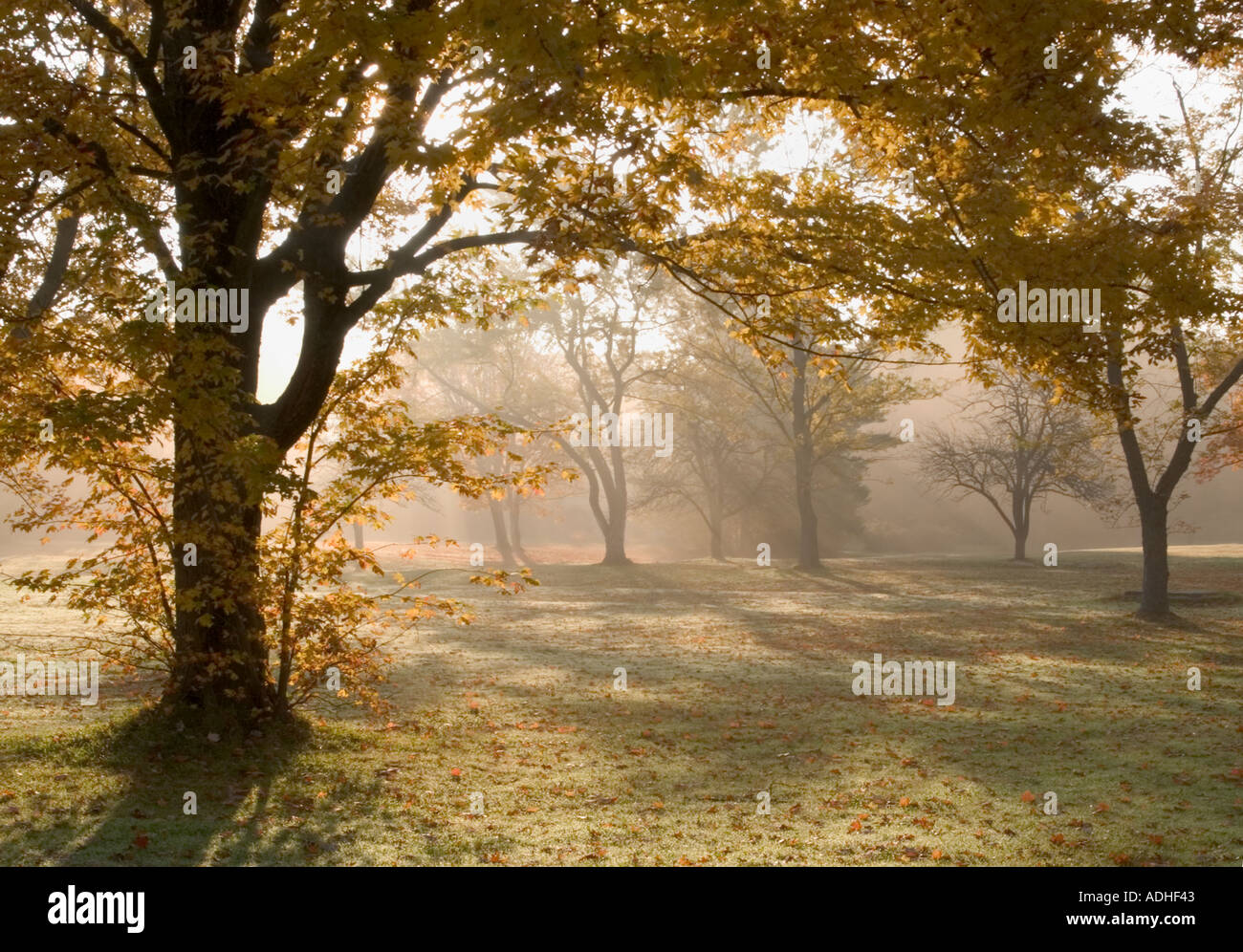 Backlit fall trees in early morning fog in Chestnut Ridge Park in Western New York State Stock Photo