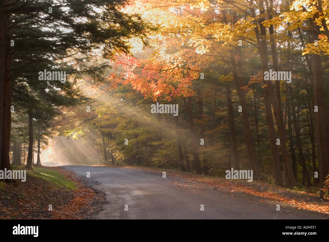 Backlit fog in fall colored trees on road though Chestnut Ridge Park in Western New York State Stock Photo
