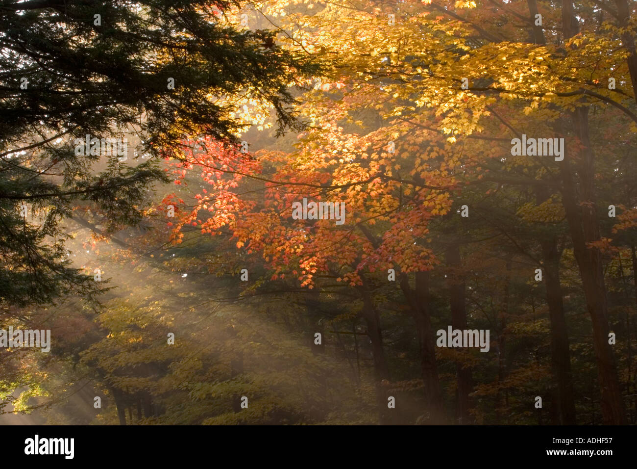 Backlit fog in fall colored trees in Chestnut Ridge Park in Western New York State Stock Photo