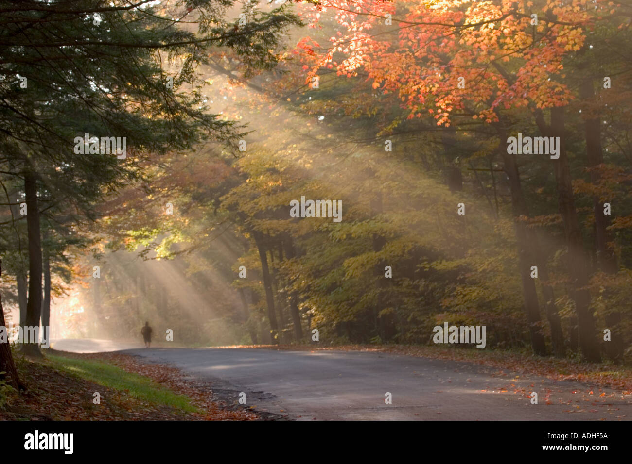 Lone person on road in backlit fog in fall colored trees in Chestnut Ridge Park in Western New York State Stock Photo