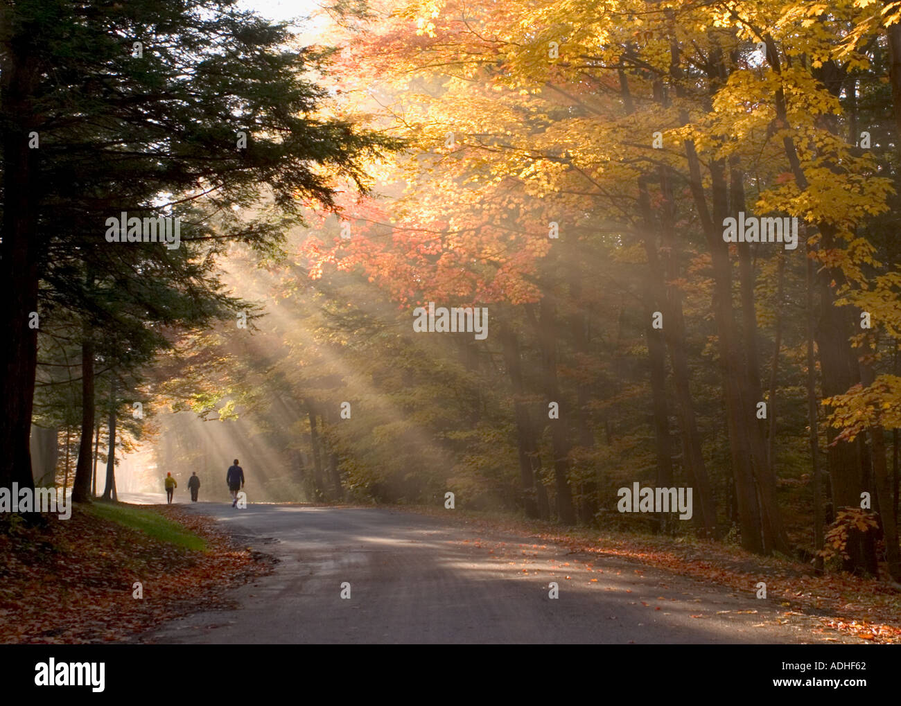 People walking on road in backlit fog in fall colored trees in Chestnut Ridge Park in Western New York State Stock Photo