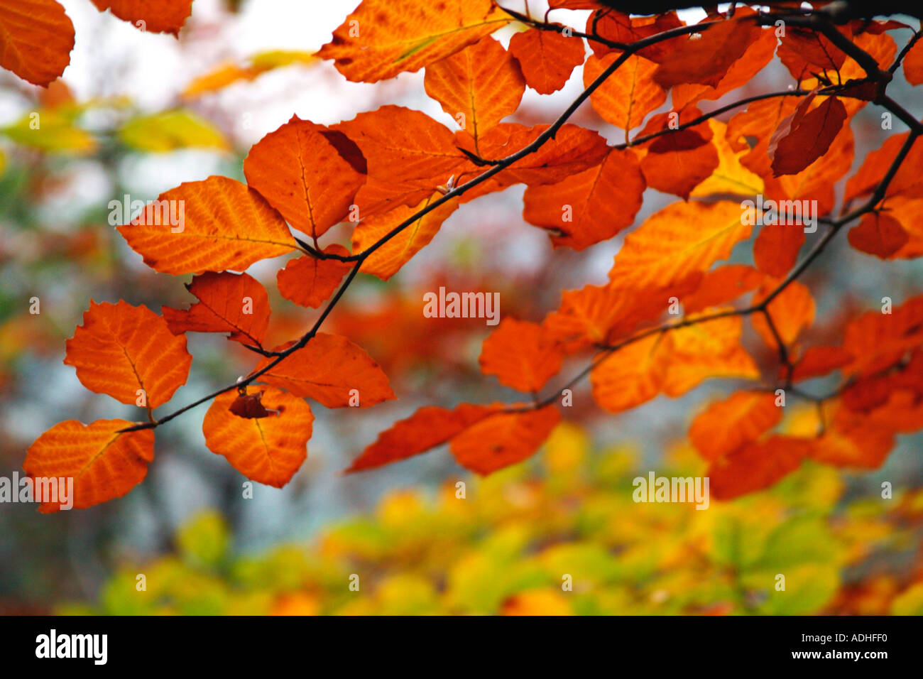 Autumn Colours Fall Colors In Beech Tree Leaves Fagus Sylvatica Stock Photo Alamy