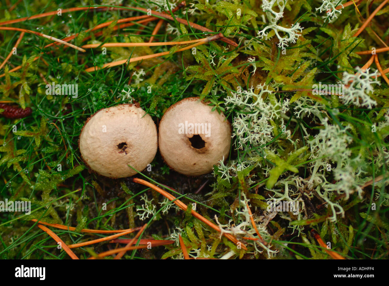 Common Puffballs fungi Lycoperdon Perlatum growing in moss and lichen in woodland Shropshire England UK GB British Isles Stock Photo