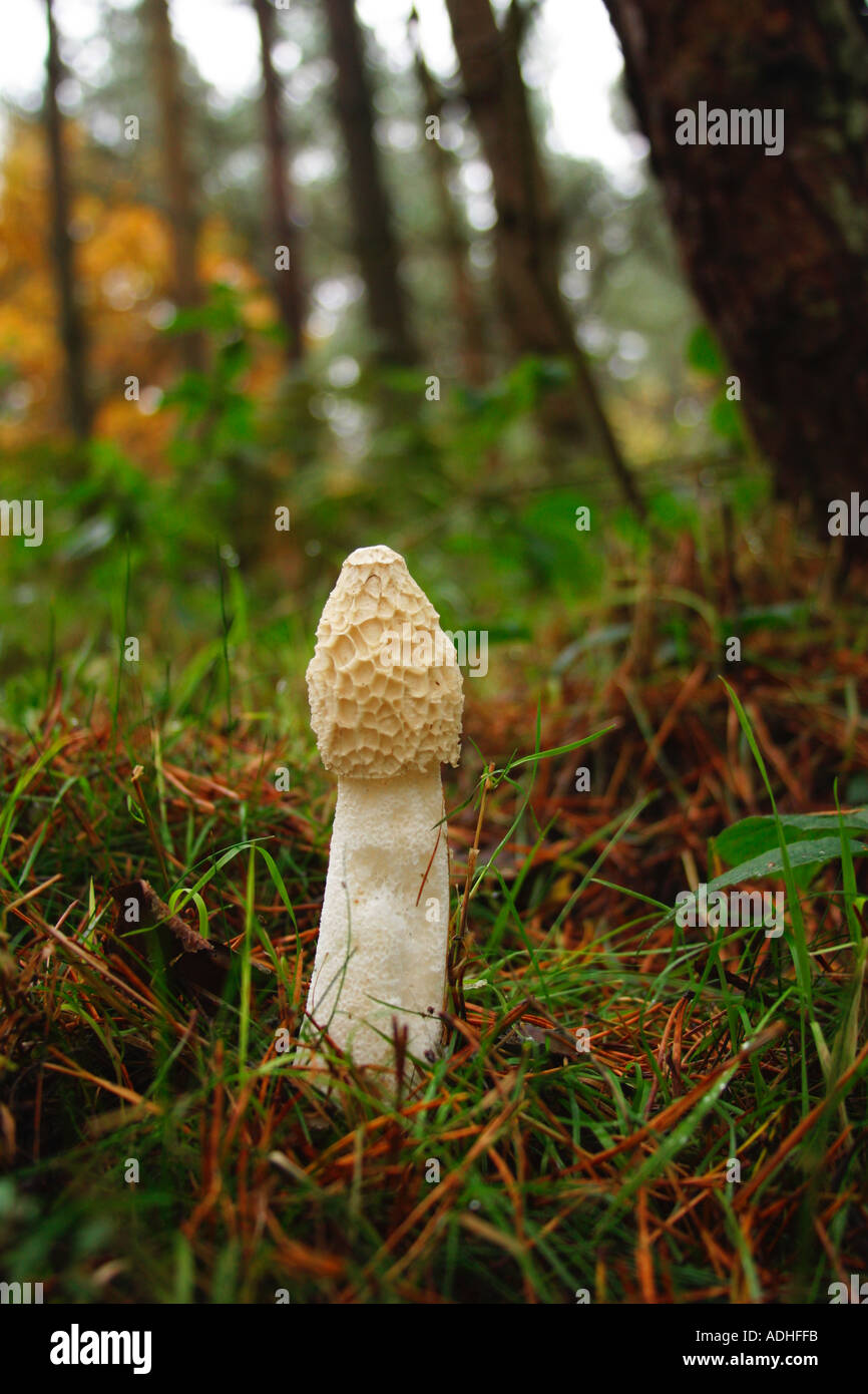 Stinkhorn fungus fungi Phallus Impudicus in woodland forest Shropshire England UK GB British Isles Stock Photo
