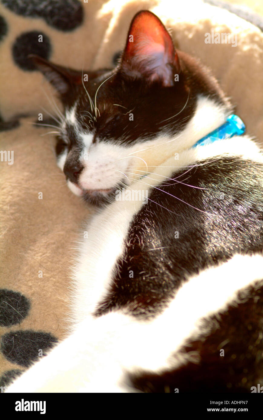 Closeup of Tat the Tom Cat Asleep in his Bed Stock Photo