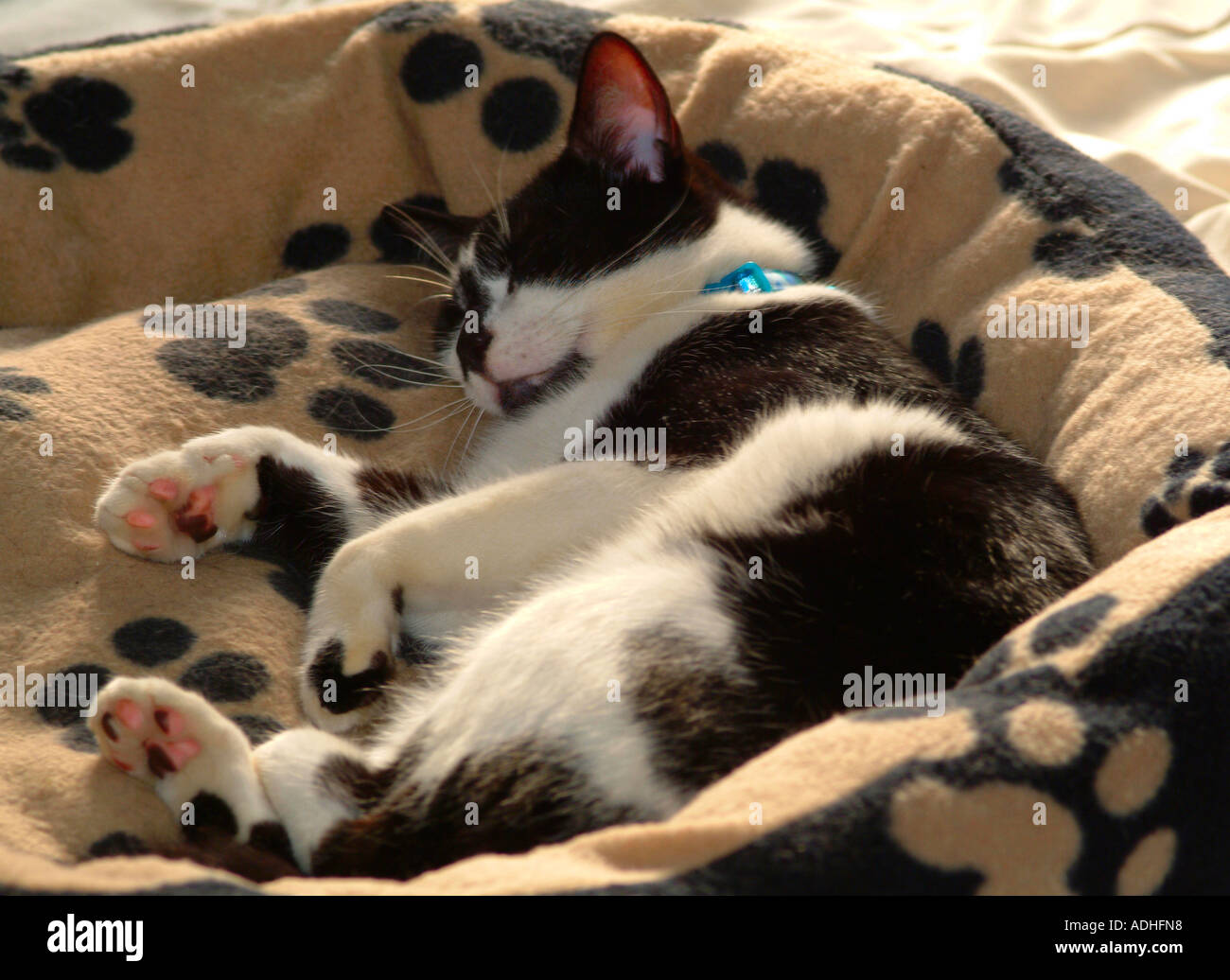 Tat the Tom Cat Asleep in His Bed Stock Photo