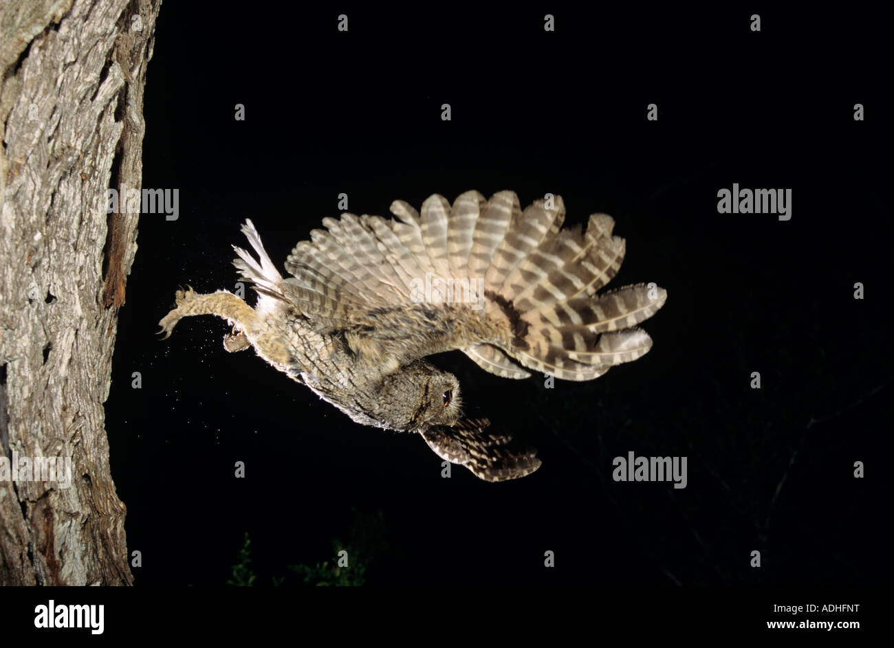 Megascops High Resolution Stock Photography and Images Alamy