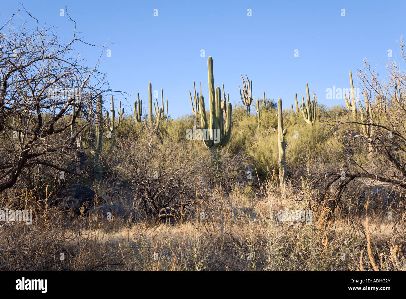 Saguaro cacti in the Sonoran Desert at Catalina State Park near Tucson ...