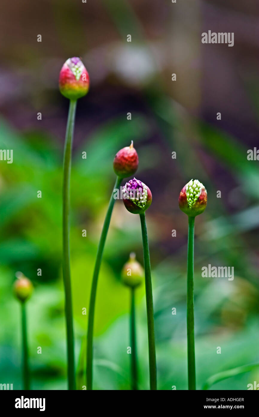 Allium buds in an English garden Stock Photo