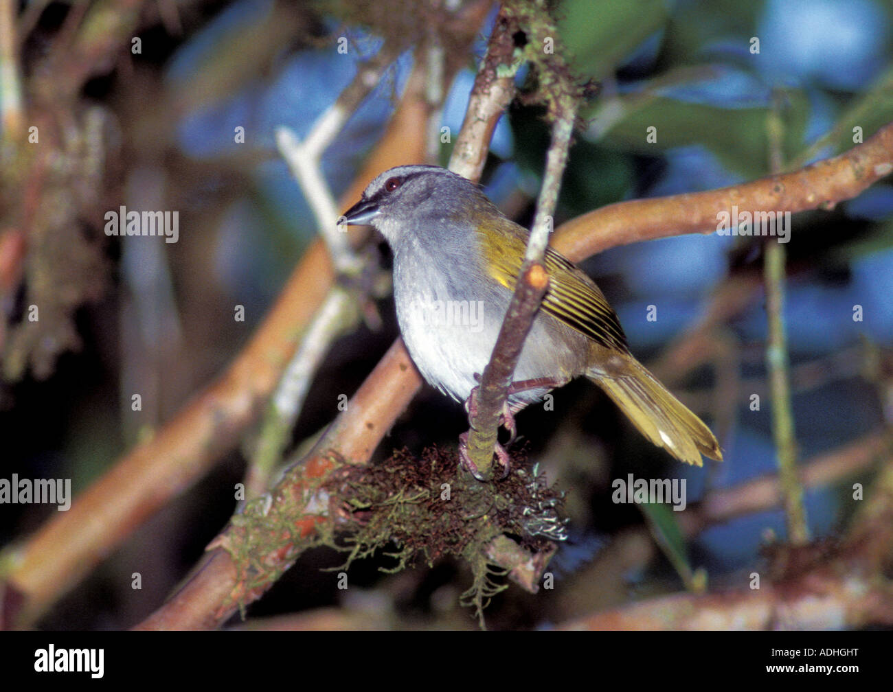 Black-striped Sparrow Arremonops conirostris Selva Verde COSTA RICA March Adult Emberizidae Stock Photo
