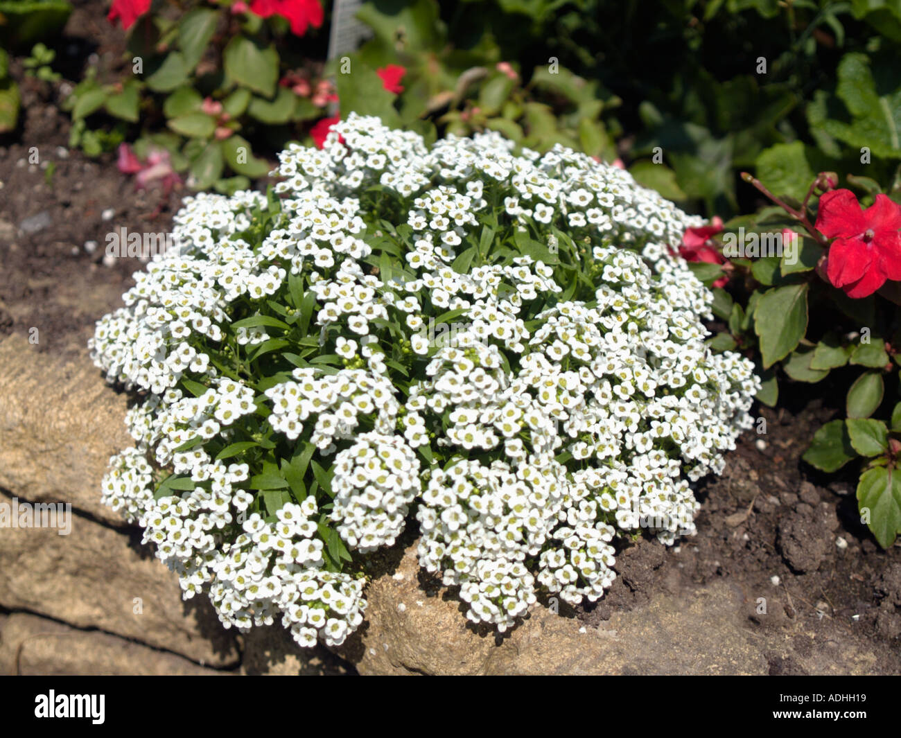 Alyssum wall hi-res stock photography and images - Alamy