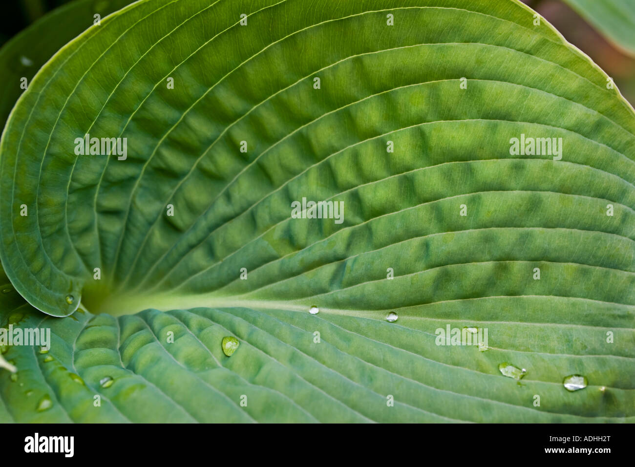 raindrops on a garden hosta Stock Photo