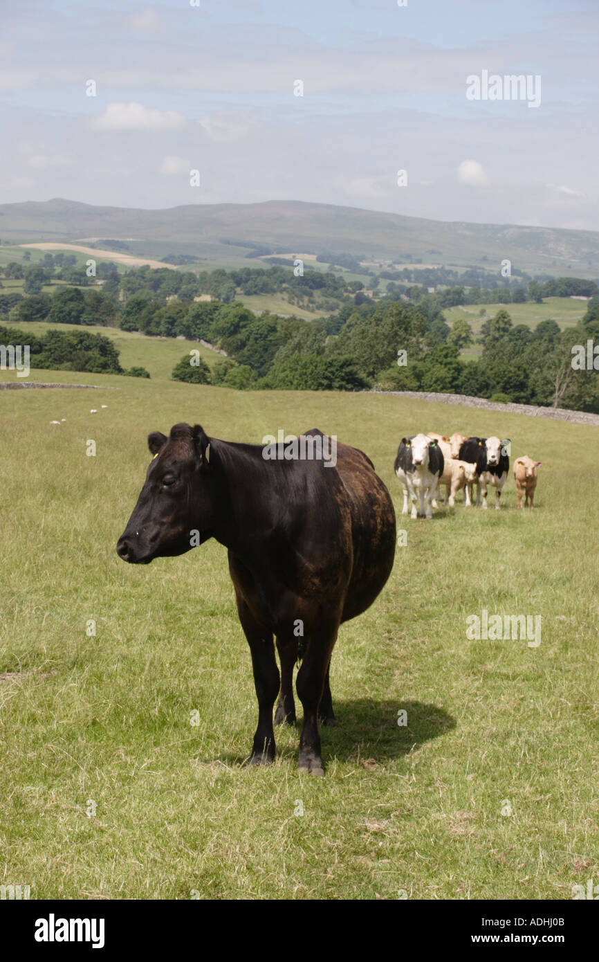 Cattle in yorkshire hi-res stock photography and images - Alamy