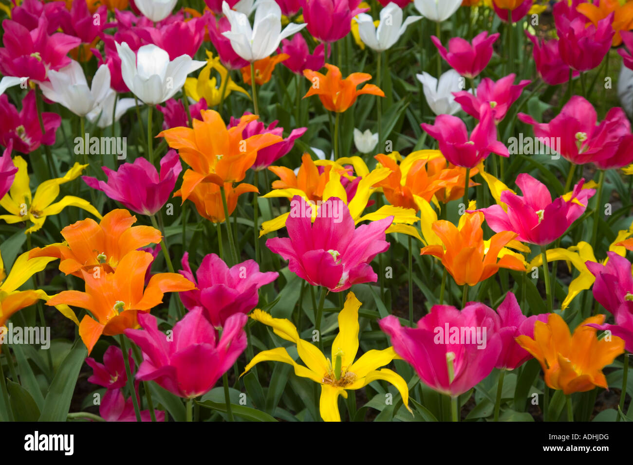 Spring Tulips and colorful Flowers in Keukenhof, Amsterdam, Holland Stock Photo