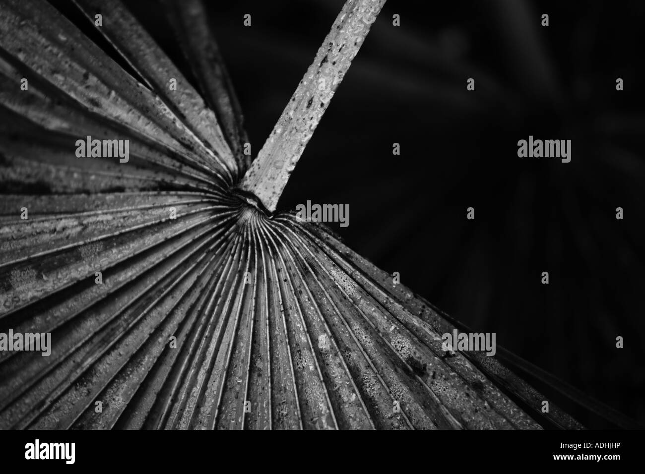 saw palmetto serenoa repens cumberland island national seashore georgia Stock Photo