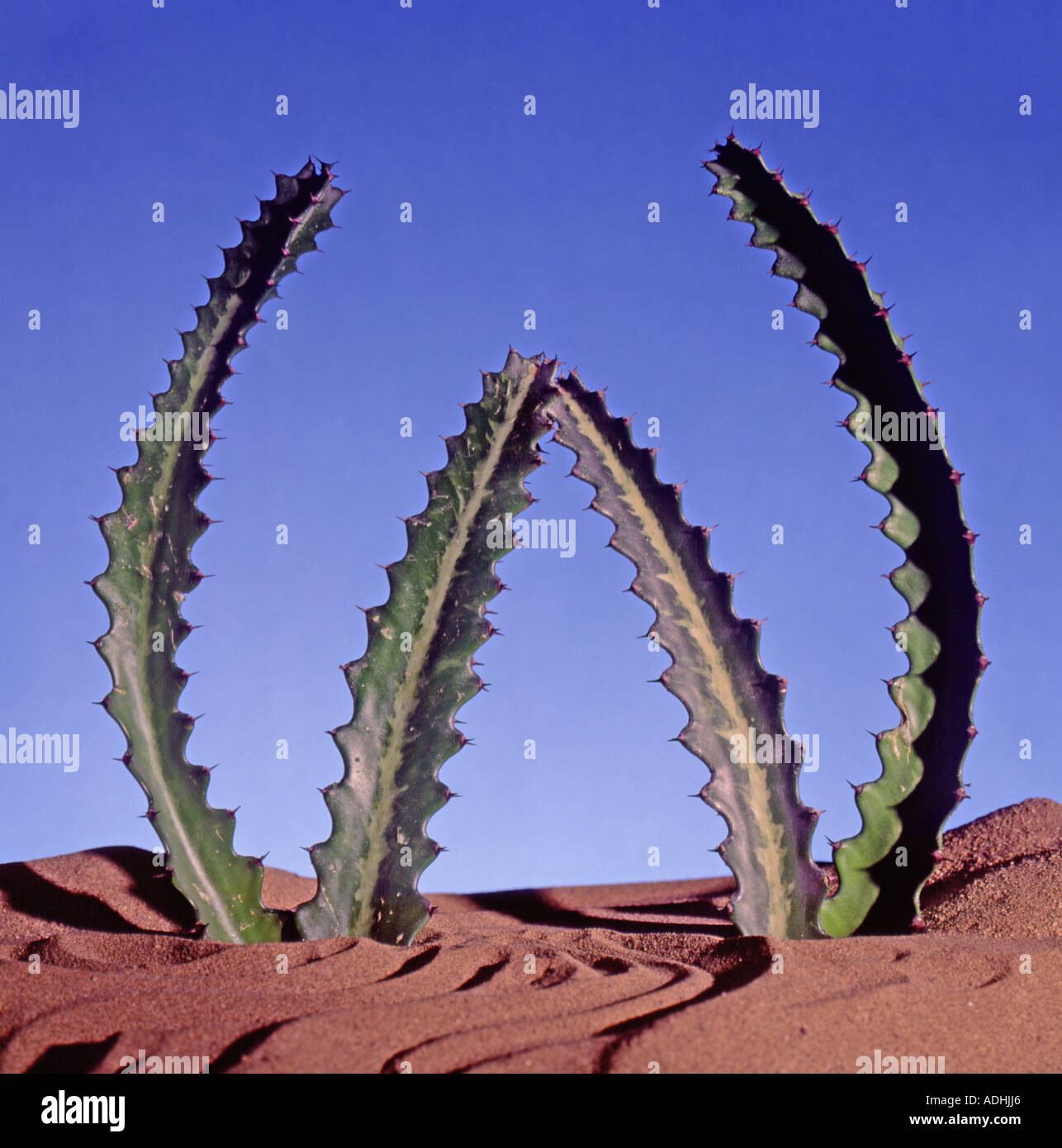 W Letter shaped from a cactus Stock Photo