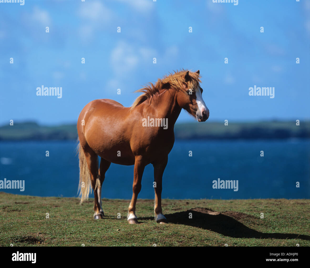 Welsh Pony Section B standing on meadow Stock Photo Alamy