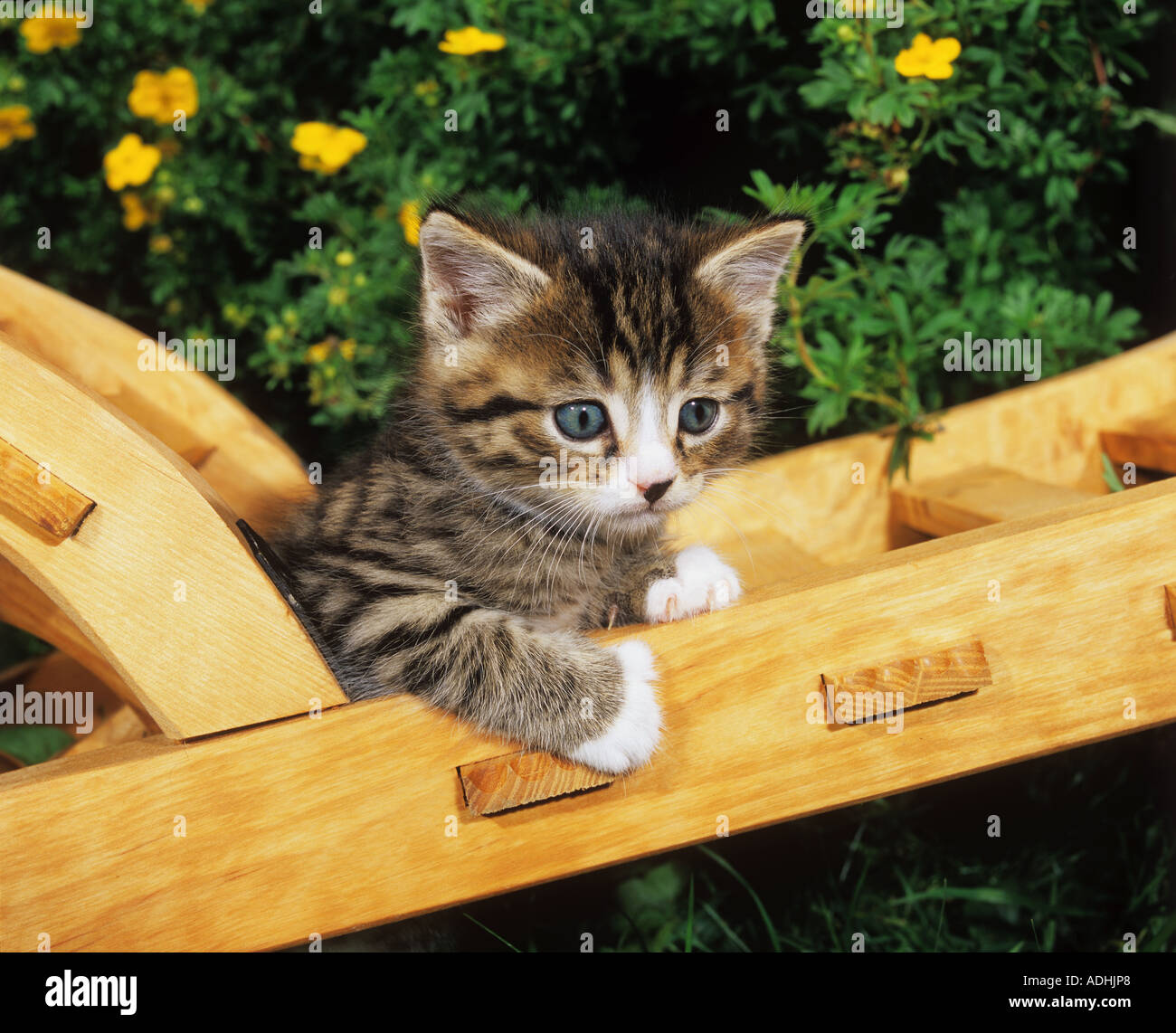 kitten on wheelbarrow Stock Photo