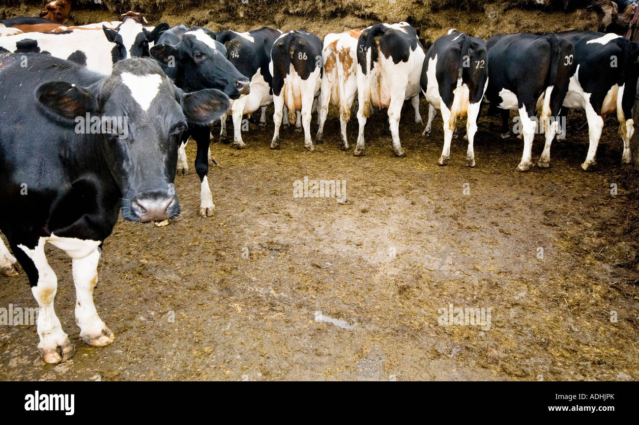 A dairy farmer and his cows Dorset September 2006 Stock Photo - Alamy
