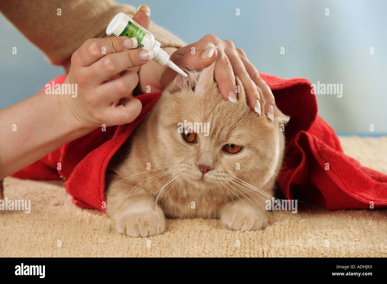 British Shorthair cleaning ears Stock Photo Alamy