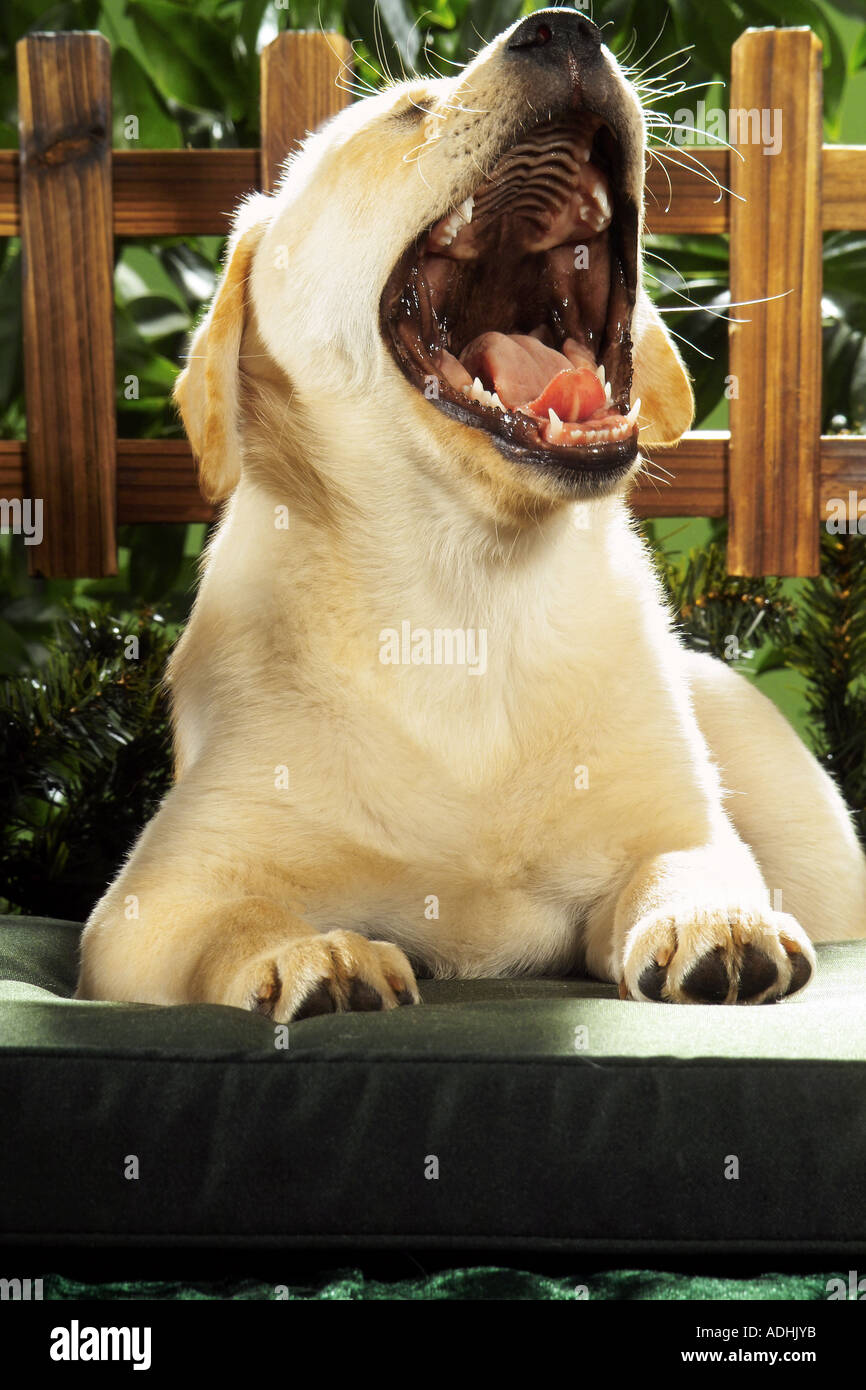 Labrador puppy yawning Stock Photo Alamy