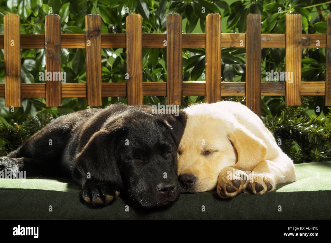 two Labrador puppies - sleeping Stock Photo