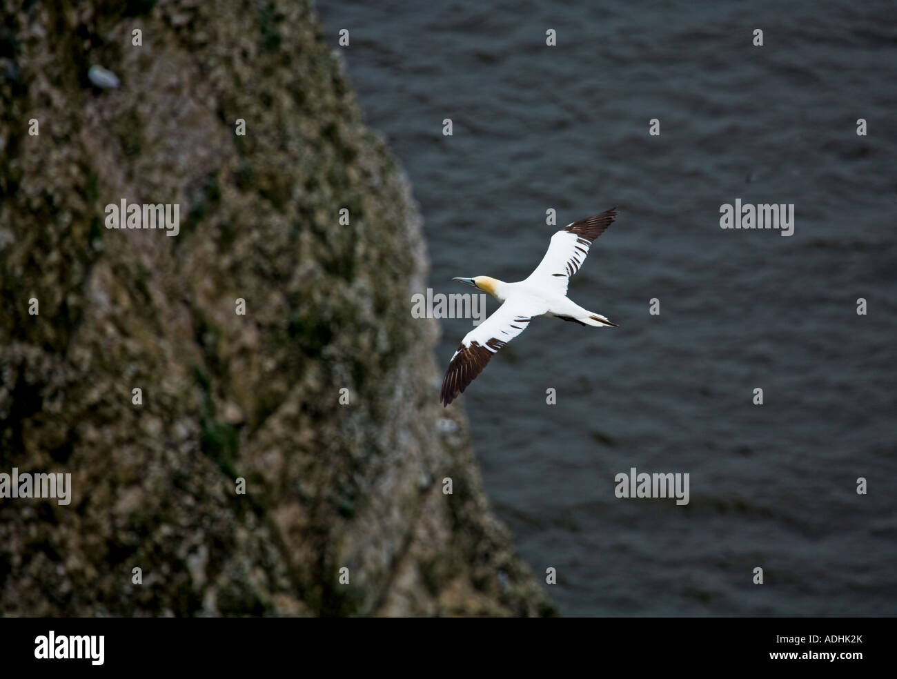 A single gliding near the cliffs at Bemptom Yorkshire coast