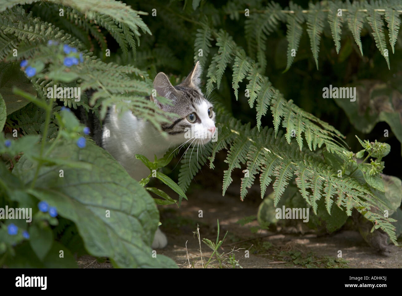 Little kitten in the garden Stock Photo - Alamy