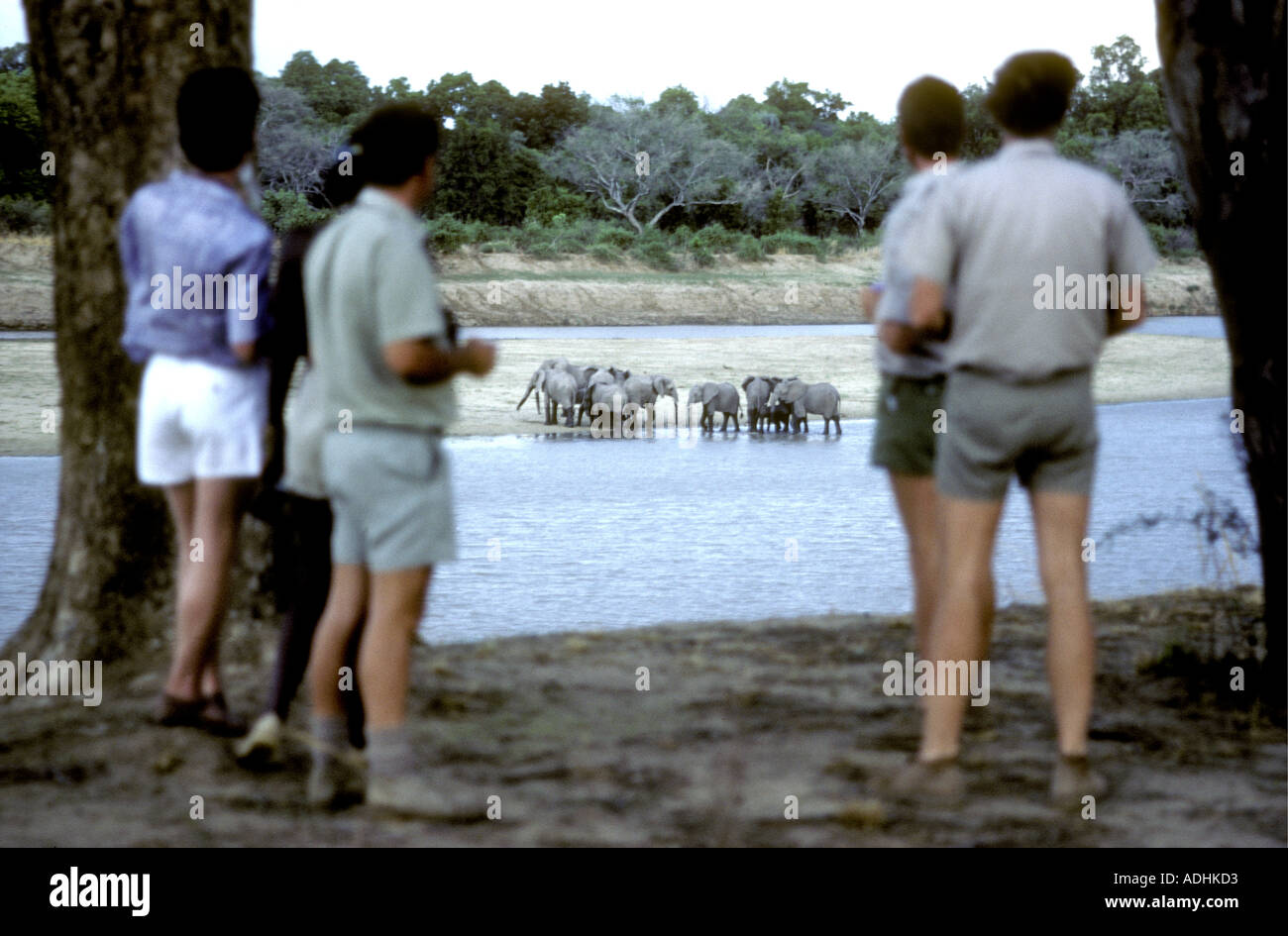 Tourist viewing elephants in the Luangwa River South Luangwa National Park Zambia Stock Photo