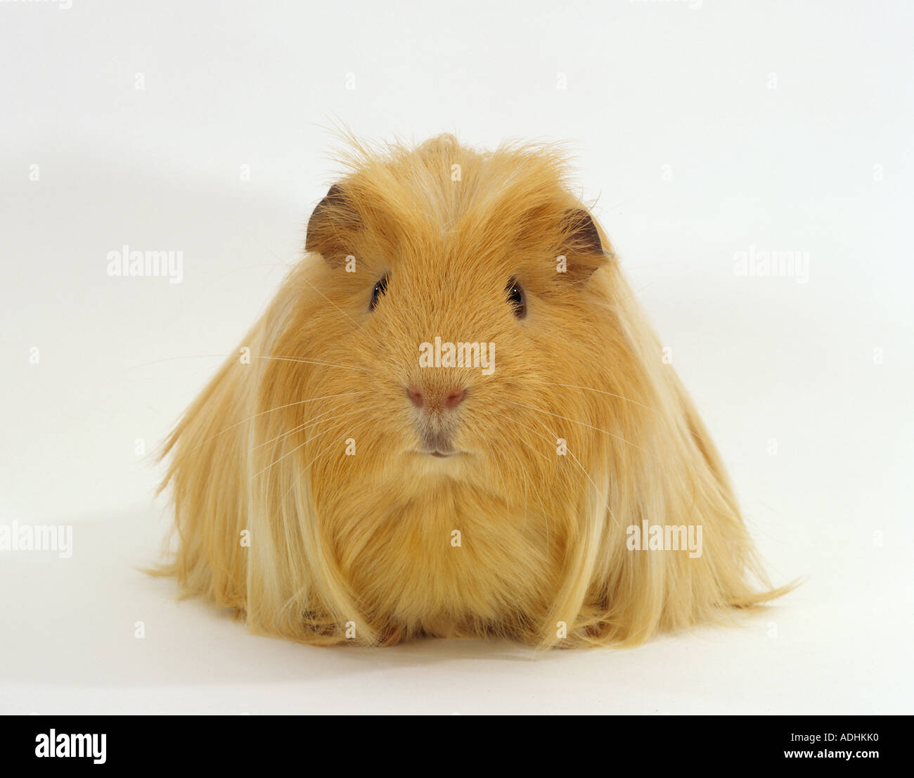 guinea pig. Studio picture against a white background Stock