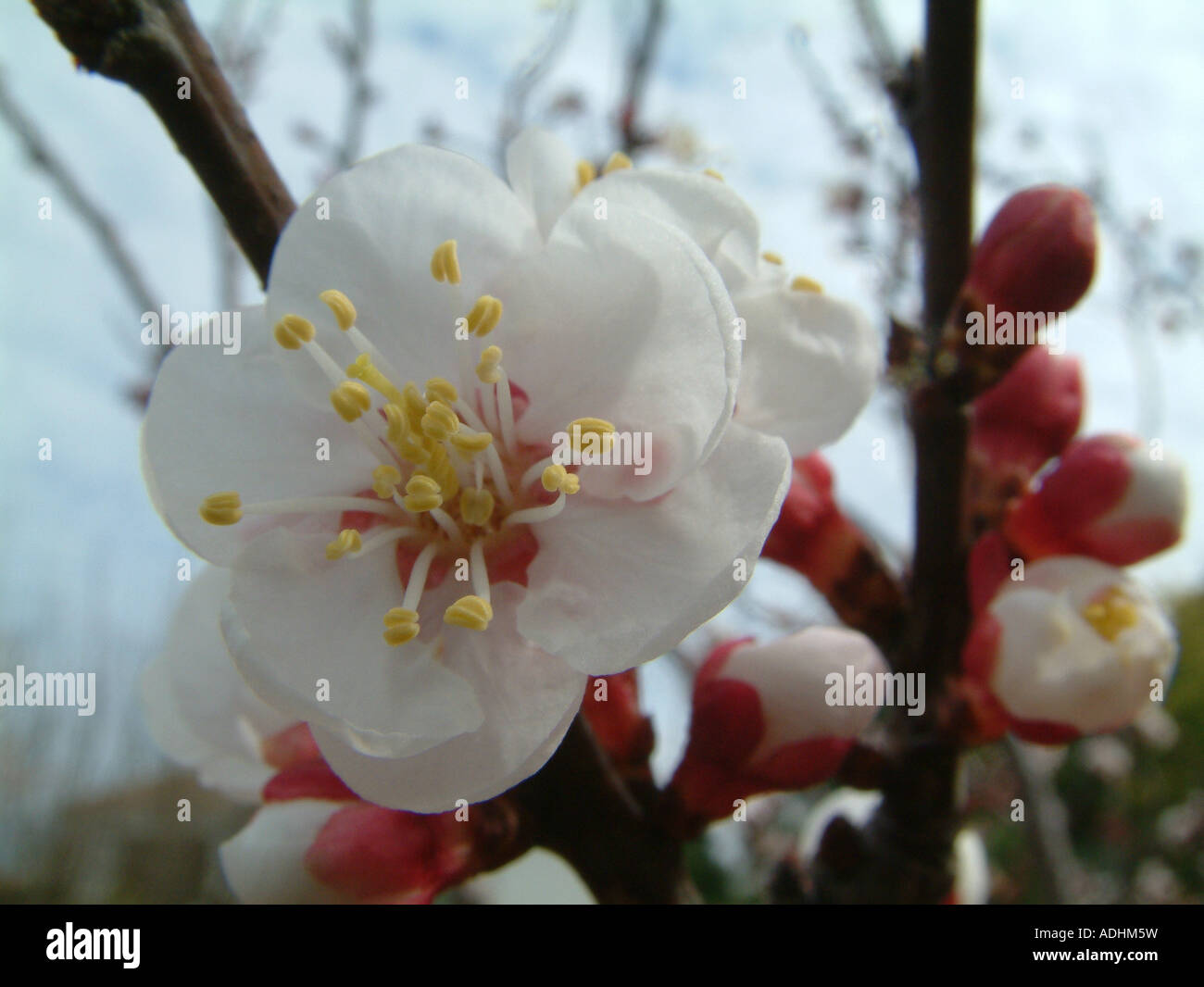 Apricot blossom, Prunus armeniaca. Spain Stock Photo