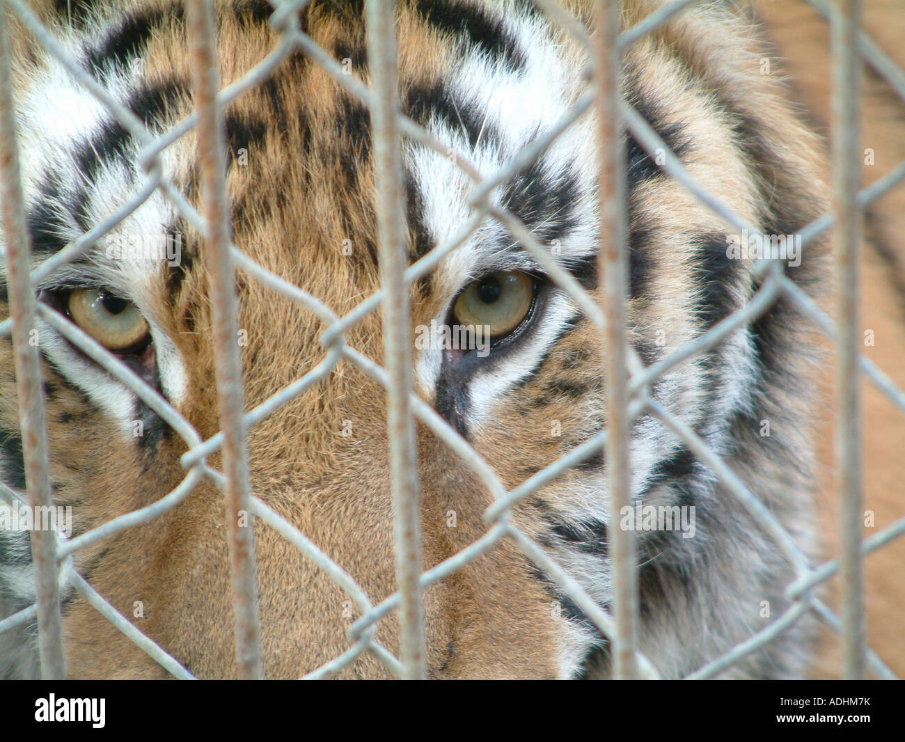 Tiger in a cage, Panthera tigris Stock Photo Alamy