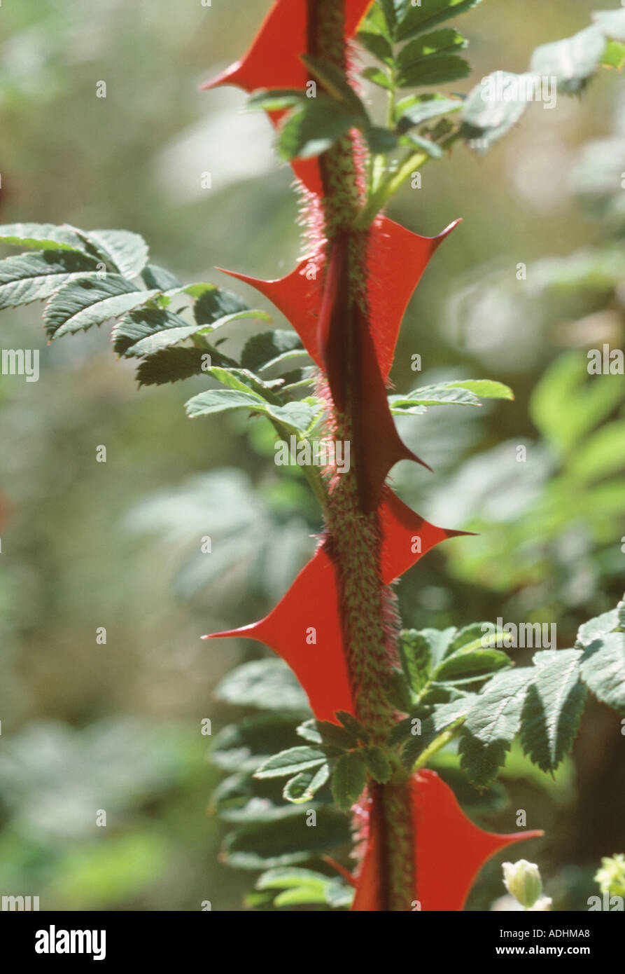 Wingthorn rose Rosa omeiensis new thorns Stock Photo