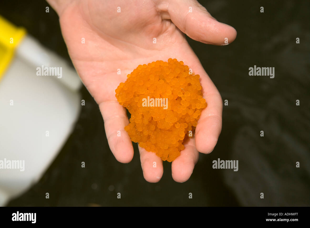 Hand displaying egg cluster from the "Pleco" fish, Florida Stock Photo Alamy