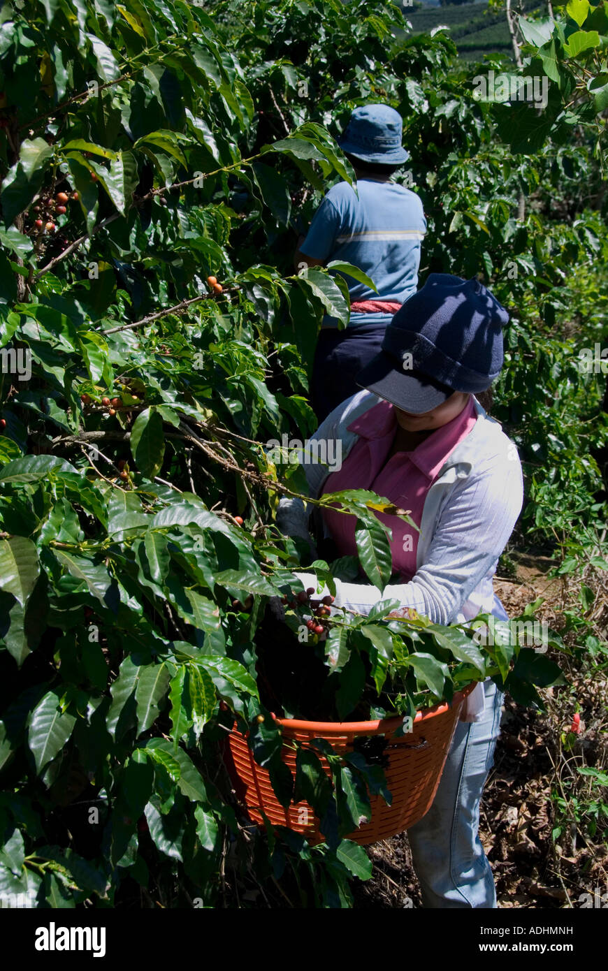 Harvest in coffee plantations near Poas volcano. Central Valley. Costa