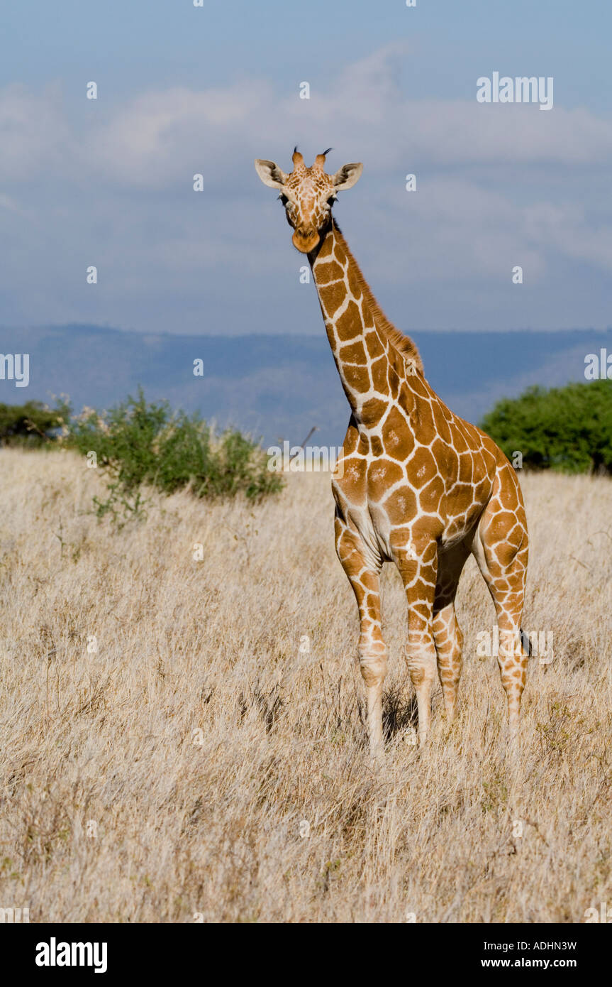 Giraffe (Giraffa camelopardalis Stock Photo Alamy