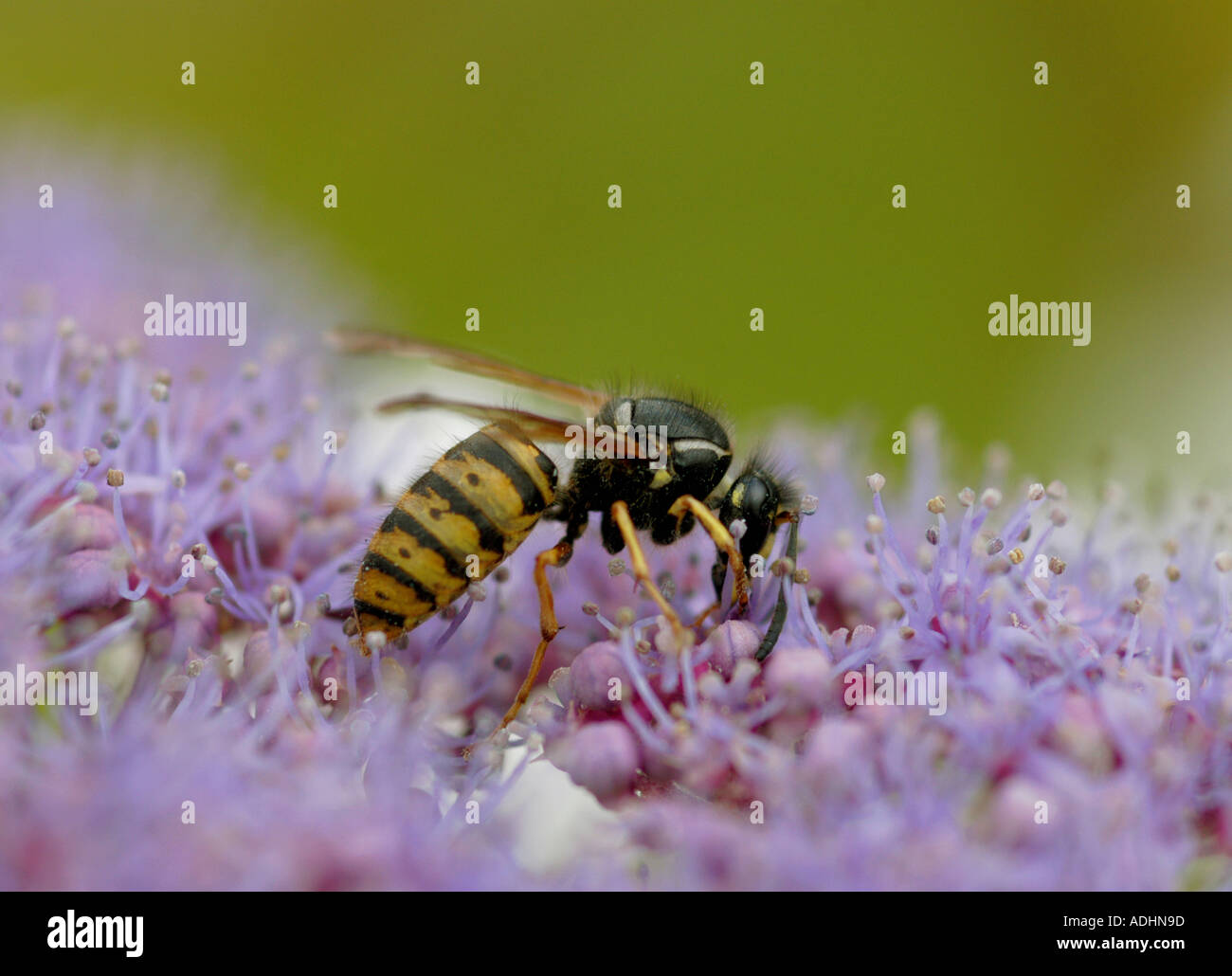 Common wasp feeding on Hydrangea Stock Photo